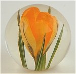 Crocus Small